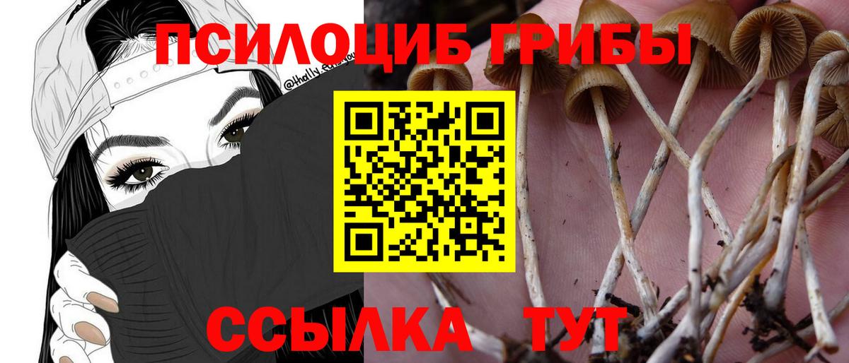 Галлюциногенные грибы Cubensis Конаково